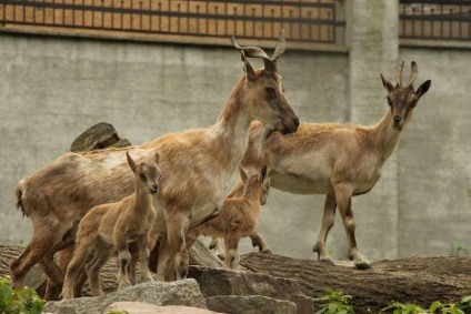 Zoo din Kaliningrad, kdgid