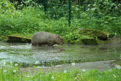 Zoo din Kaliningrad, kdgid