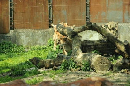 Zoo din Kaliningrad, kdgid