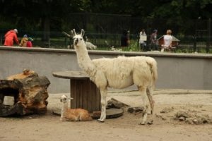 Zoo din Kaliningrad, kdgid