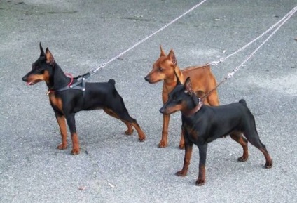 Törpe pinscher, egy kis német kutya