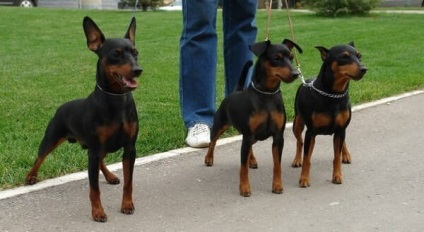 Pinscher dwarf, o mică rasă de câini din Germania