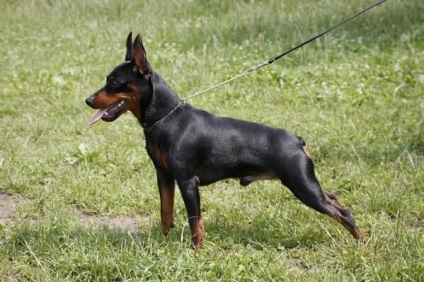 Pinscher dwarf, o mică rasă de câini din Germania