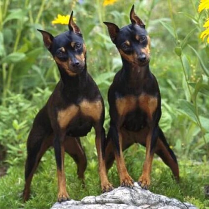 Törpe pinscher, egy kis német kutya