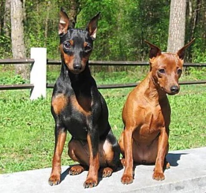 Törpe pinscher, egy kis német kutya