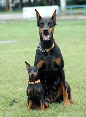 Törpe pinscher, egy kis német kutya