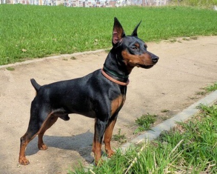 Pinscher dwarf, o mică rasă de câini din Germania