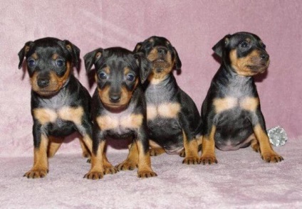 Pinscher dwarf, o mică rasă de câini din Germania