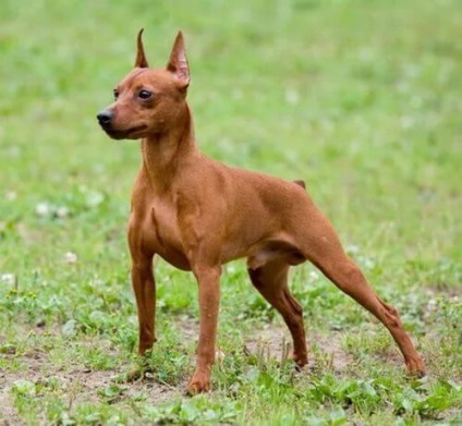 Pinscher dwarf, o mică rasă de câini din Germania