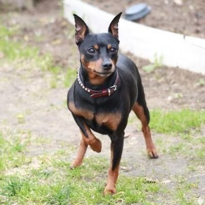 Pinscher dwarf, o mică rasă de câini din Germania