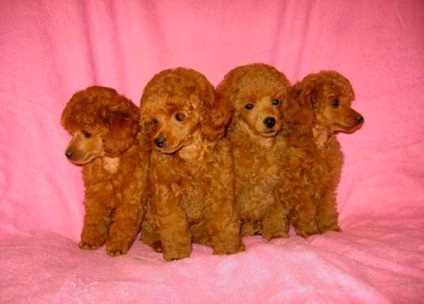 Törpe poodle fajta leírása (leírás) Törpe poodle fajta leírása