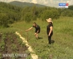Cartofii din Altai sunt folositori și profitabili