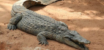 Ce crede un crocodil despre atacul unui aligator într-un vis