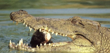 Ce crede un crocodil despre atacul unui aligator într-un vis