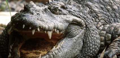 Ce crede un crocodil despre atacul unui aligator într-un vis