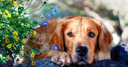 Cicatrice la câini - semne, tratament, prevenirea acarienilor la câini