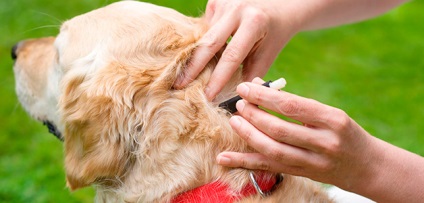 Cicatrice la câini - semne, tratament, prevenirea acarienilor la câini