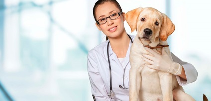 Kutya kullancsok - jelek, kezelések, a kutyák atkák megelőzése
