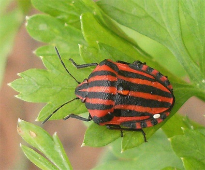 Italianul Bedbug