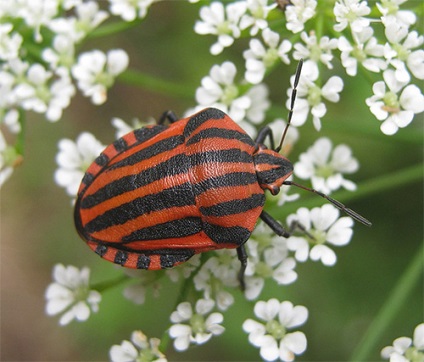 Italianul Bedbug