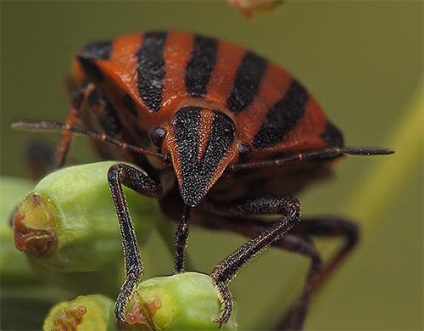 Italianul Bedbug