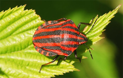 Italianul Bedbug