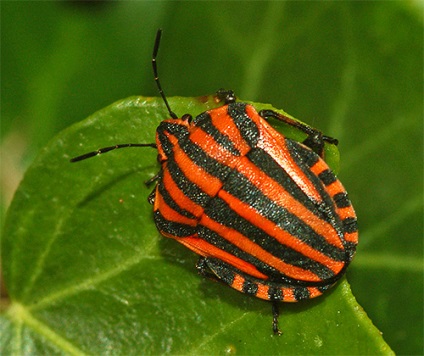 Italianul Bedbug