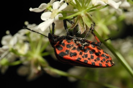 Bedbug Descriere italiană how to fight, photo