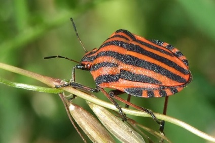 Bedbug Descriere italiană how to fight, photo