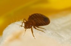 Bedbug Descriere italiană how to fight, photo