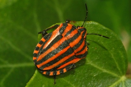 Bedbug Descriere italiană how to fight, photo