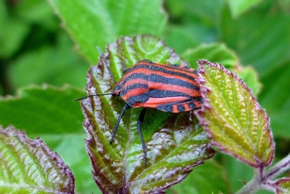 Bedbug Descriere italiană how to fight, photo