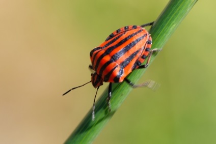 Bedbug Descriere italiană how to fight, photo