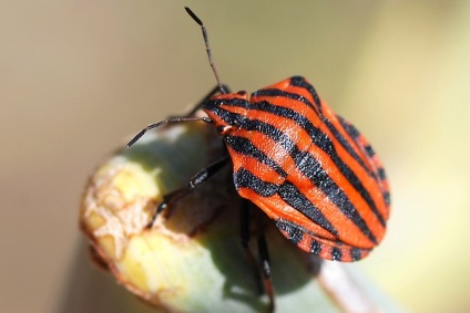 Bedbug Descriere italiană how to fight, photo