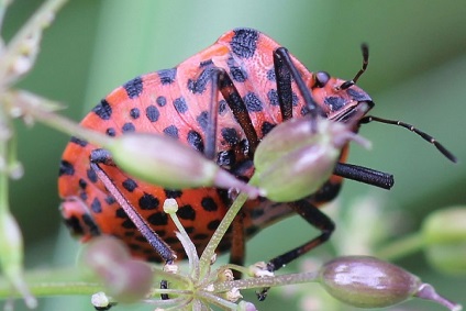 Bedbug Descriere italiană how to fight, photo