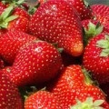 Căpșuni caracteristici festival de soi și tehnologie agricolă - gradina lui