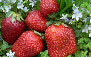 Căpșuni caracteristici festival de soi și tehnologie agricolă - gradina lui