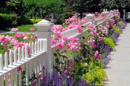 Plăci de flori în curtea unei case private private 30 opțiuni de decorare