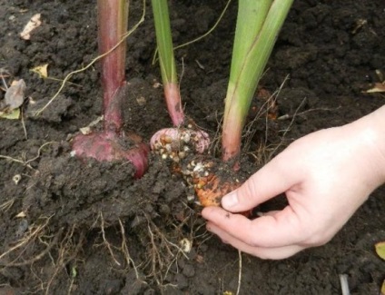 Când să săpăm gladioli și cum să le păstrăm în timpul iernii și când să obținem gladiole pentru germinare