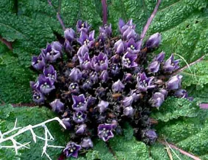 Witch Flower - Mandrake - Manor și grădină elegantă