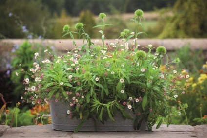 Grădina cu containere - care plantează pentru a alege și cum să le aranjeze frumos
