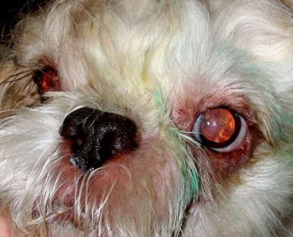 Conjunctivita la câini, tratamentul inflamației mucoaselor (conjunctiva), foto