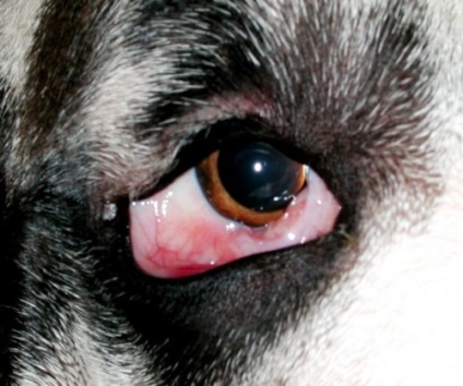 Conjunctivita la câini, tratamentul inflamației mucoaselor (conjunctiva), foto