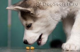 Alimentarea hibrizilor de câine și a câinilor adulți