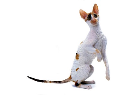 Cornish Rex