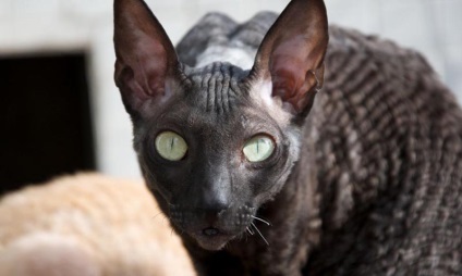 Cornish Rex