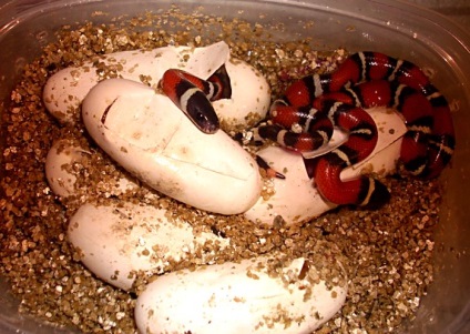 Șerpi și șerpi de lapte