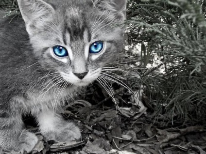 Ochi frumoși ai lui Cat