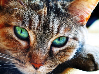 Ochi frumoși ai lui Cat