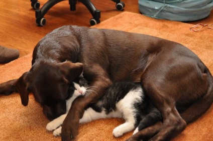 Pisică și câine într-un apartament